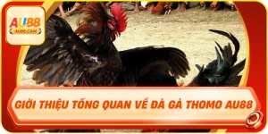 Giới thiệu tổng quan về đá gà thomo au88