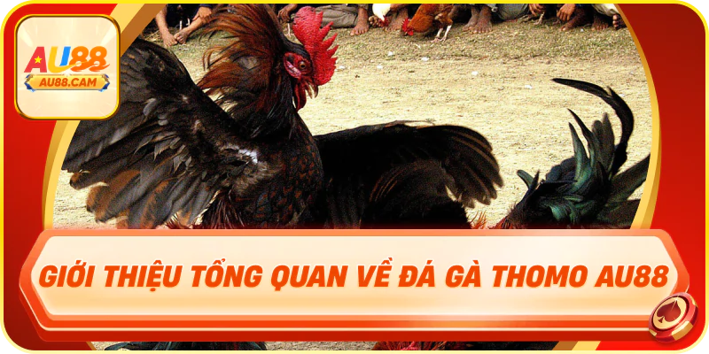 Giới thiệu tổng quan về đá gà thomo au88